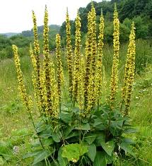 agrimony