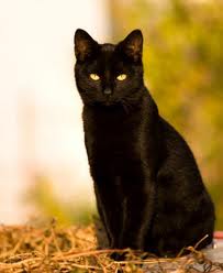 blk cat