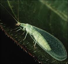 lacewings