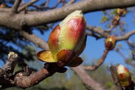 chestnut bud