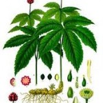 goldenseal